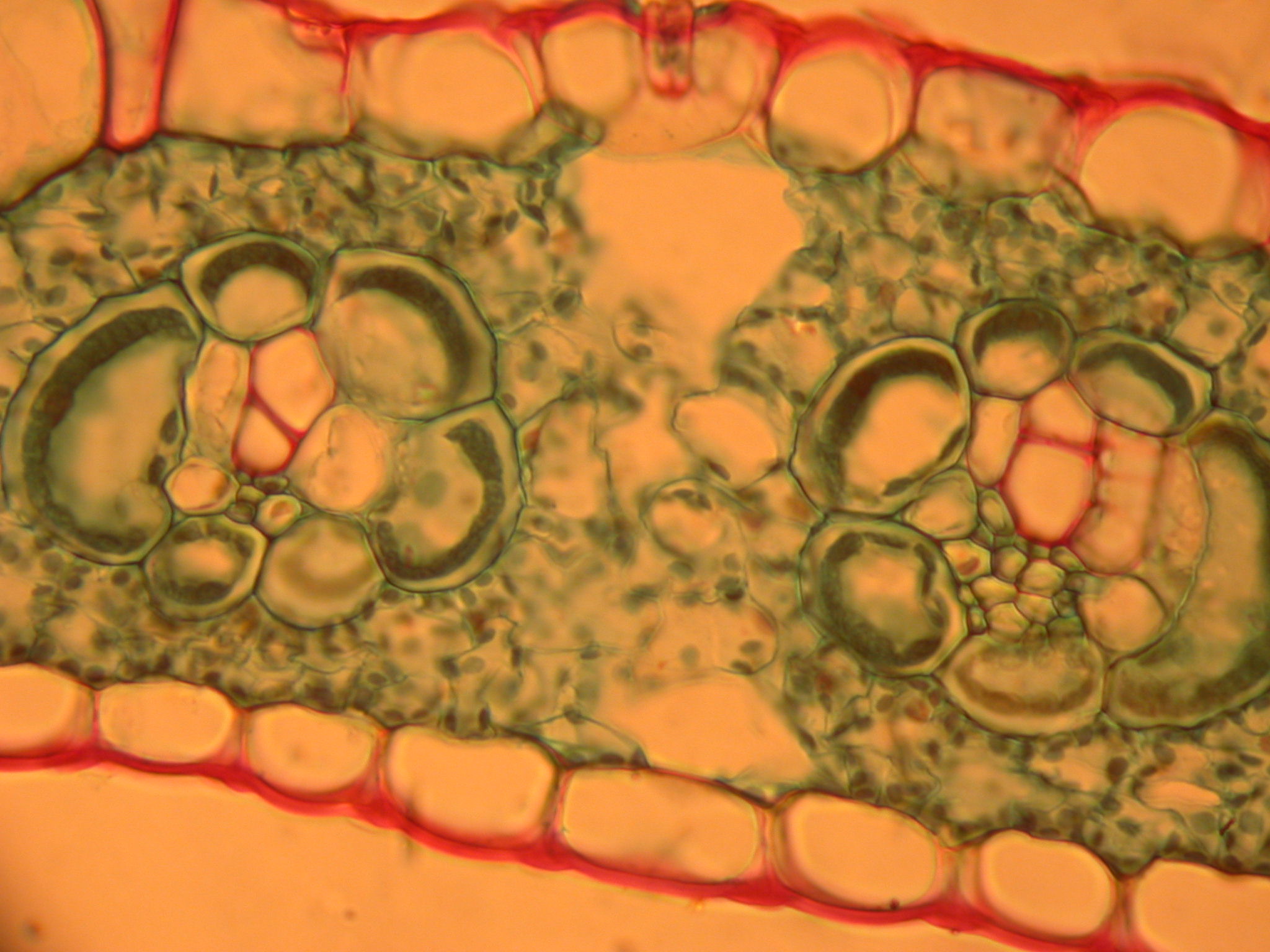 Клетки механической ткани растений под микроскопом